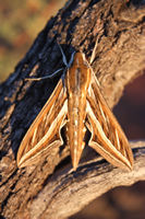 Hawk moth, Gascoyne River camp site